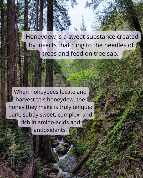 Redwood Forest Honeydew - Image 4