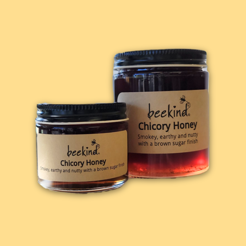 Chicory Honey