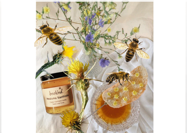 Petaluma Starthistle Honey - Image 4