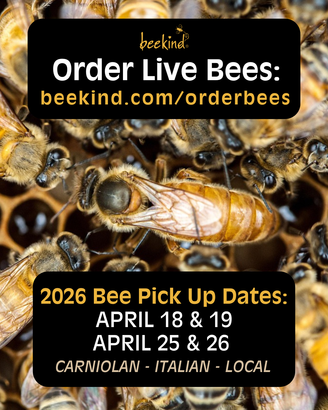 Order Live Bees